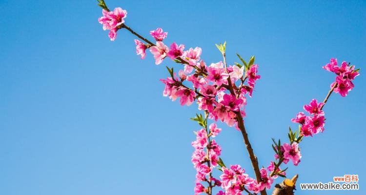 桃花的含义是什么？桃花的特点有哪些？