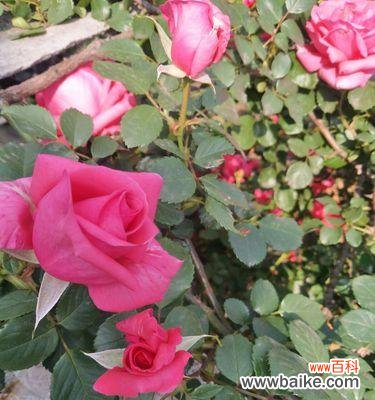 藤本月季花语是什么?如何养护才能花开不断?