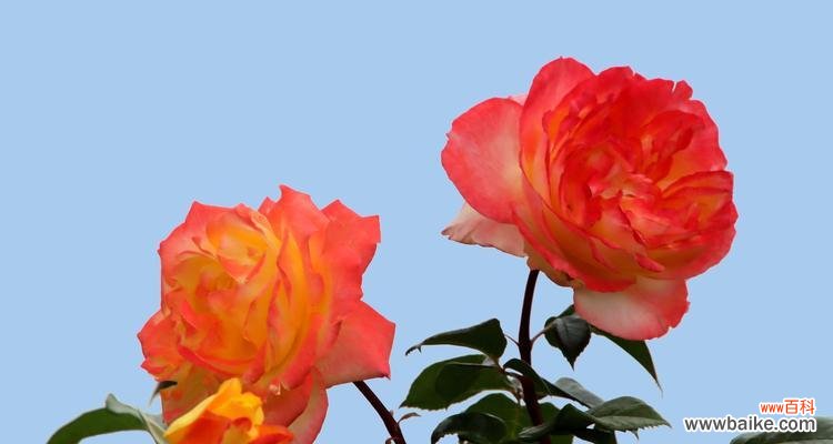 藤本月季花语是什么?如何养护才能花开不断?