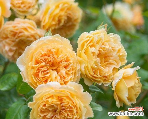 藤本月季的花语是什么？如何挑选适合的藤本月季品种？