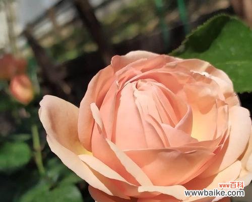 藤本月季的花语是什么？如何挑选适合的藤本月季品种？