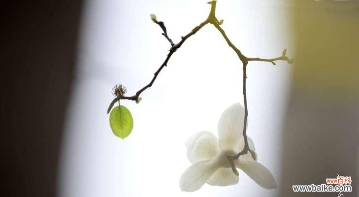 天目木兰花语有哪些含义？