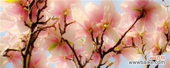 天目木兰花语有哪些含义？