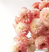 天竺牡丹花语有哪些含义？