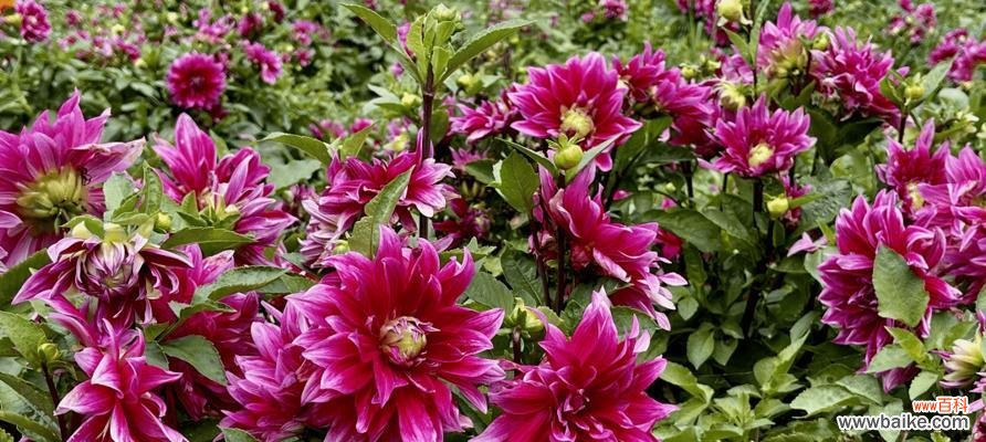 天竺牡丹花语有哪些含义？