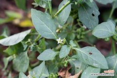 龙葵果怎么吃，有什么功效与作用