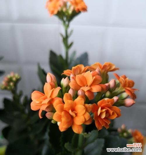 祝福长寿，愿你健康长寿幸福美满 长寿花花语解析