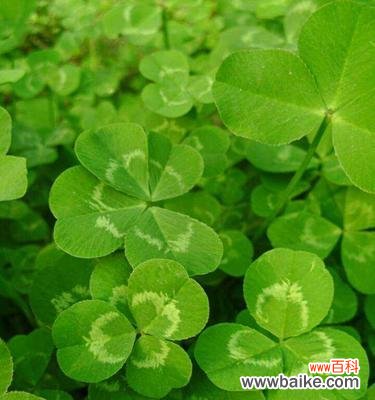 解读幸运与祝福的象征 四叶草花语解析