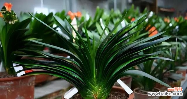 解读君子兰花语，了解君子风范 君子兰开花的寓意