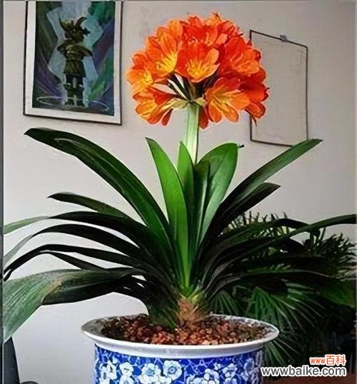 解读君子兰花语，了解君子风范 君子兰开花的寓意