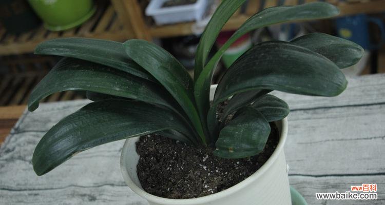 解读君子兰花语，了解君子风范 君子兰开花的寓意