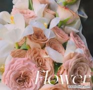 用一杯卡布奇诺，表达你对TA的情感 卡布奇诺玫瑰花语与寓意