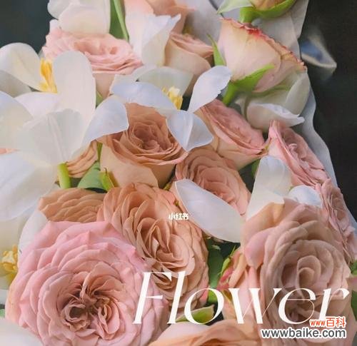 用一杯卡布奇诺，表达你对TA的情感 卡布奇诺玫瑰花语与寓意