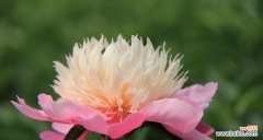 探究芍药花的文化内涵 芍药花的花语和象征意义