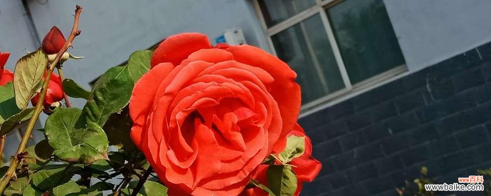 揭示月季花的花语及寓意 解读月季花语