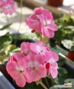 以玫瑰花为载体传递感谢之意 用鲜花表达感激之情