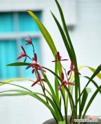 用花朵传递品味与气质 花语之高雅