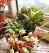 花卉的美丽与祝福 以花卉代表欢迎回家，给家人温馨的问候