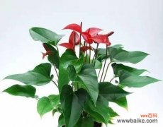 探寻不同花朵所代表的吉祥好运 花开吉祥，好运绵绵