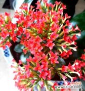 代表吉祥如意的花卉及其寓意 花开吉祥如意绵延