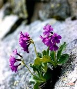 铁线花盛放出生命的坚韧与勇气 以勇敢的铁线花诠释坚强的力量