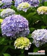 传递自信与魅力的百合花 以百合花代表骄傲的人