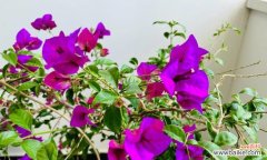 以白玫瑰代表结束的含义 花开花谢，结束的象征