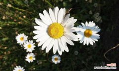 在困境中寻找救赎的美丽花朵 用白莲花代表救赎——希望的重生