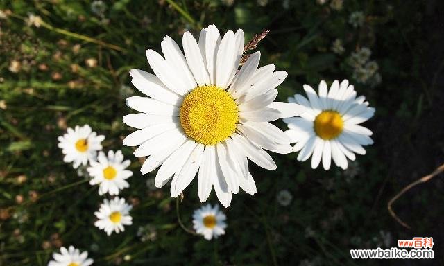 在困境中寻找救赎的美丽花朵 用白莲花代表救赎——希望的重生