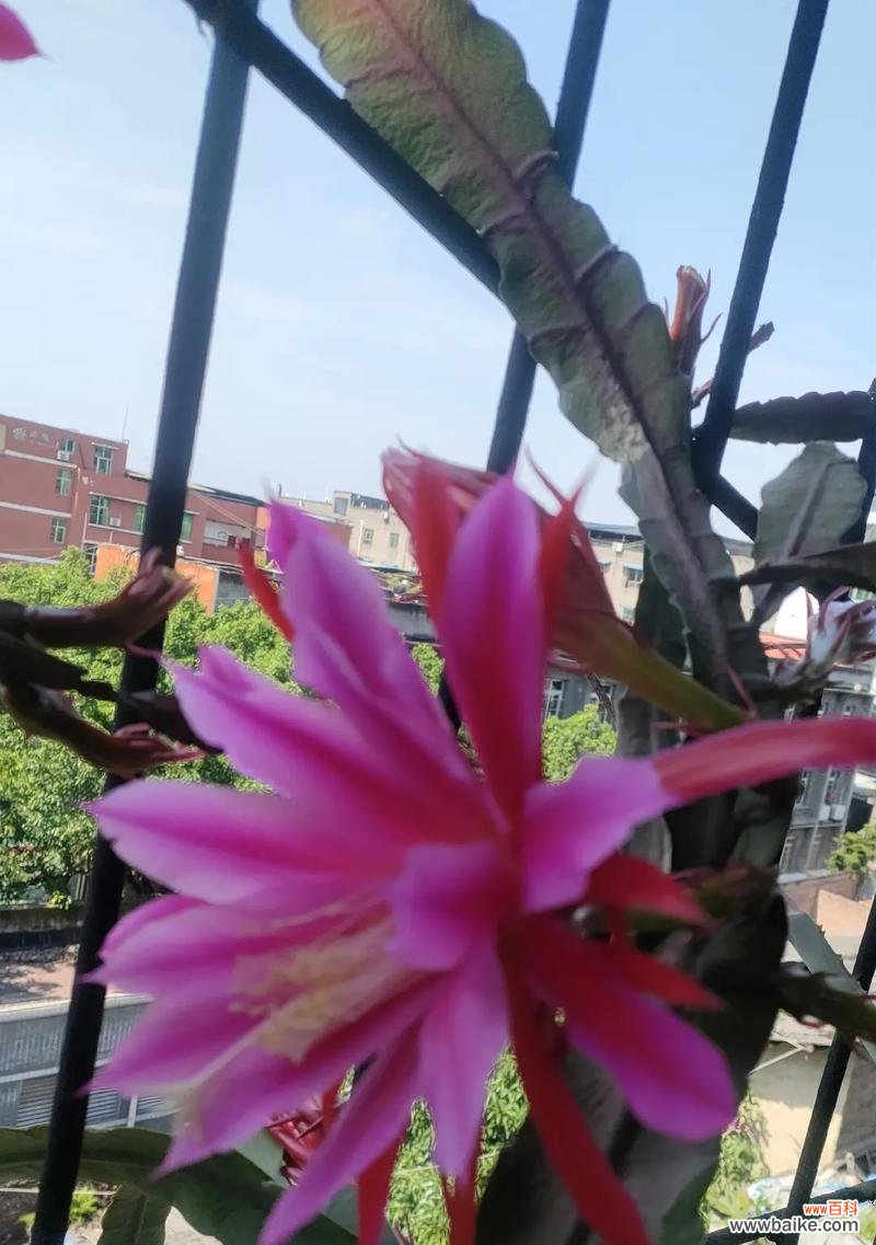 以花为媒 花朵的快乐语言