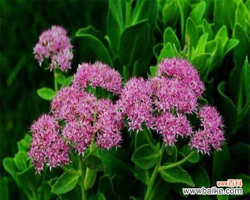 以什么花代表可爱 花语中的可爱天使