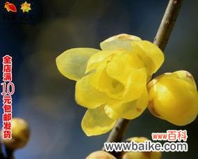 庭院梅花寓意是什么?梅花在庭院设计中有哪些含义?