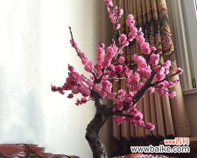 庭院梅花寓意是什么?梅花在庭院设计中有哪些含义?