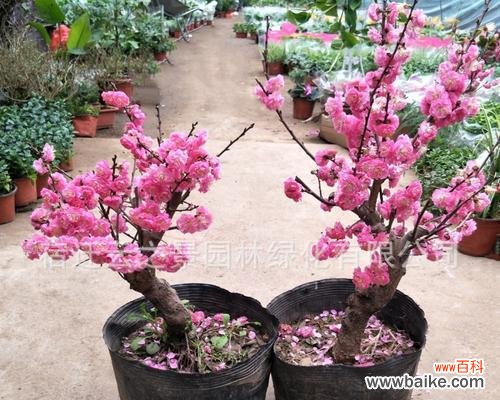 庭院梅花寓意是什么?梅花在庭院设计中有哪些含义?