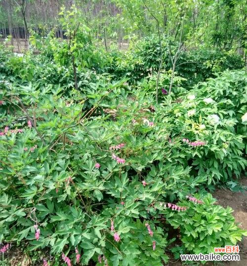 兔儿牡丹花语是什么？如何正确解读其含义？