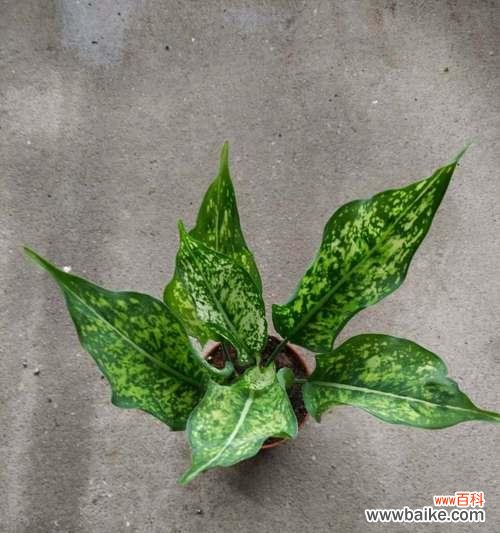 万年青的花语是什么？养护万年青有哪些注意事项？