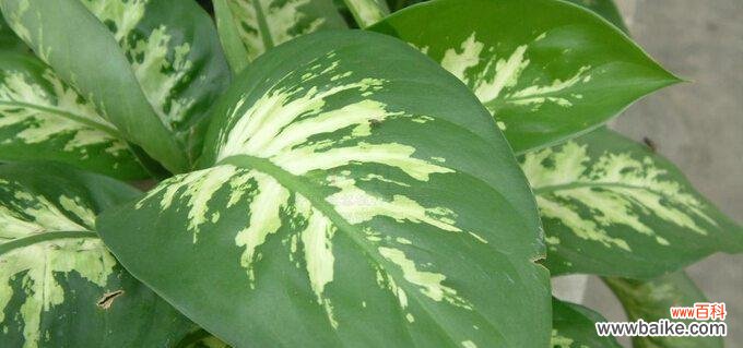 万年青的花语是什么？养护万年青有哪些注意事项？