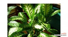 万年青的花语有哪些含义？