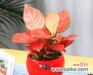 万年青花卉的寓意是什么?养护万年青有哪些注意事项?