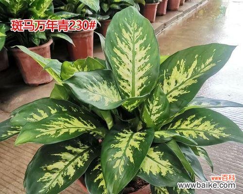 万年青开花代表什么？万年青开花的含义是什么？