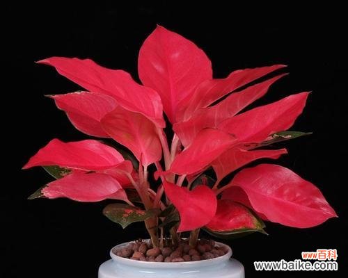 万年青的寓意是什么?万年青象征着什么意义?