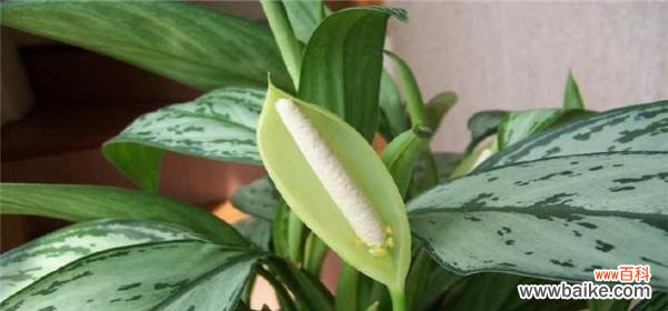 万年青的寓意是什么?万年青象征着什么意义?