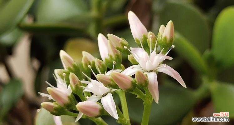 万年青的寓意是什么?万年青象征着什么意义?