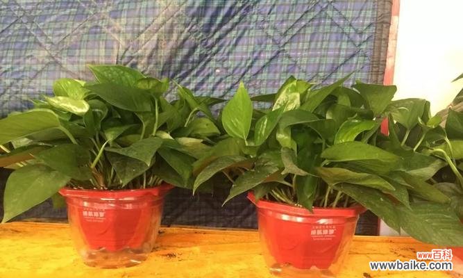 网络语绿萝代表什么含义？绿萝在网络用语中有什么特别的解释吗？