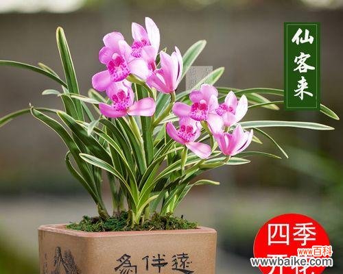 文兰花代表什么意思？文兰花的花语有哪些常见问题？