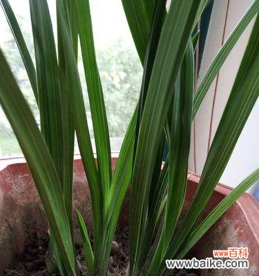 文兰花代表什么意思？文兰花的花语有哪些常见问题？