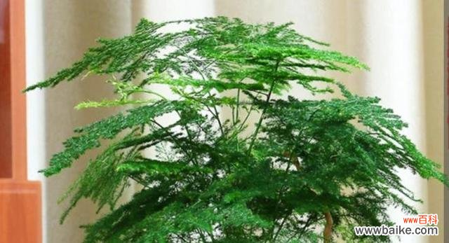 文竹的象征意义是什么?文竹代表的含义有哪些常见疑问?