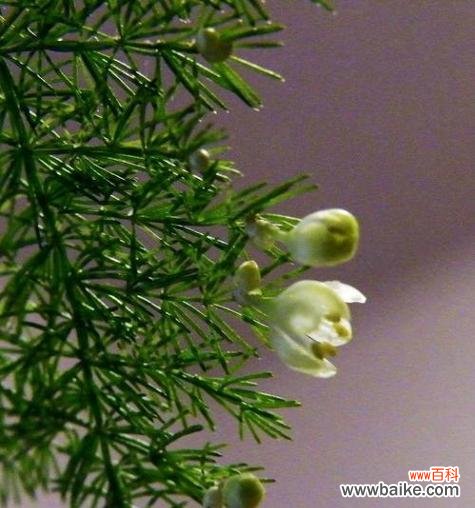 文竹的象征意义是什么?文竹代表的含义有哪些常见疑问?