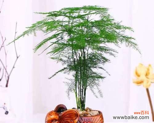 文竹象征什么？如何在风水中运用文竹？