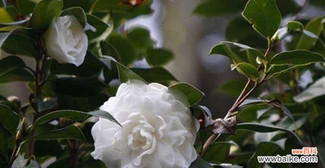 品味“清香四溢”的自然之美 白茶花的花语与文化